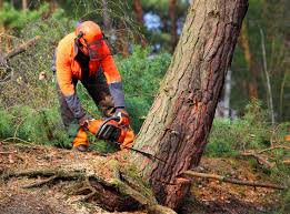 Best Tree Cabling and Bracing  in Slinger, WI